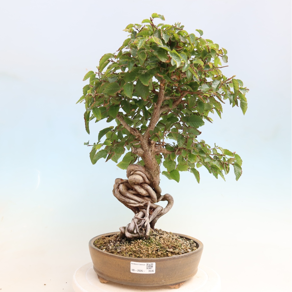 Vonkajšie bonsaje -Carpinus CARPINOIDES - Hrab kórejský