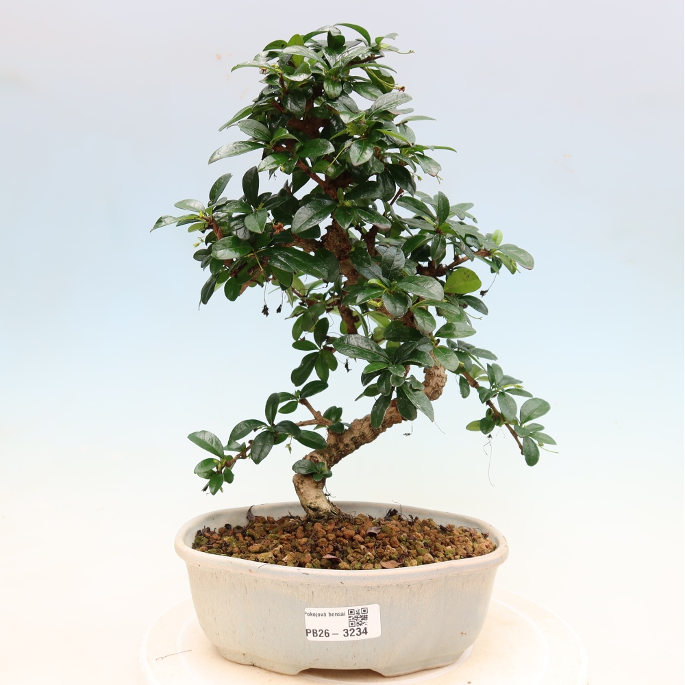 Izbové bonsaje - Carmona macrophylla - Tea fuki