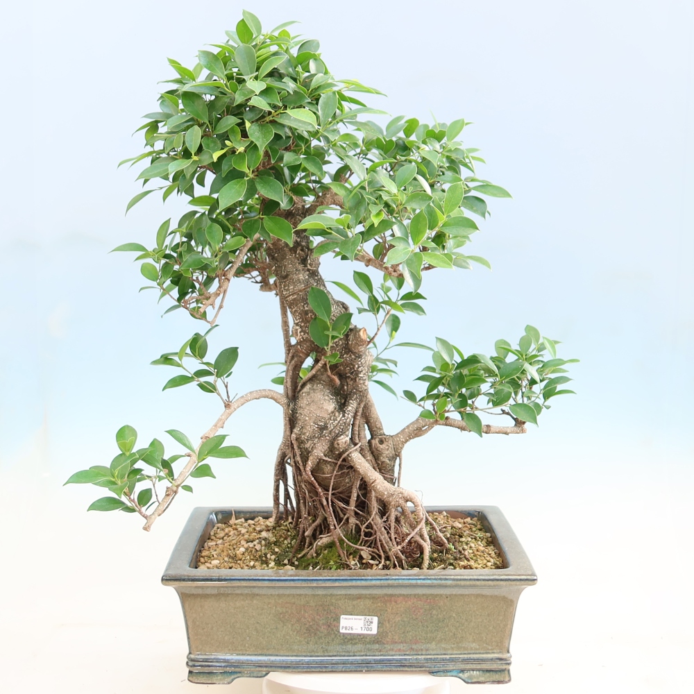 Izbové bonsaje - Ficus kimmen - drobnolistý fikus