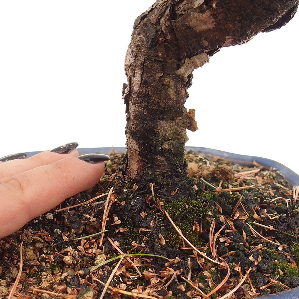 Vonkajšie bonsai - Pinus parviflora - Borovica drobnokvetá