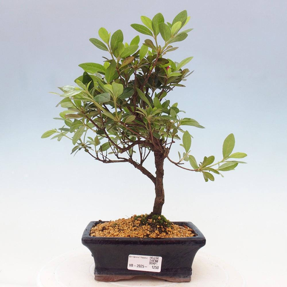 Vonkajší bonsai - Japonská azalka - Azalea sp.