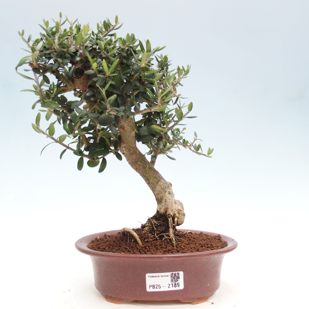 Izbová bonsai - Olea europaea sylvestris -Oliva evropská drobnolistá