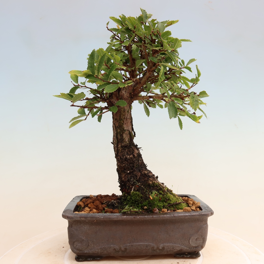 Vonkajšie bonsaje - Zelkova - Zelkova NIRE