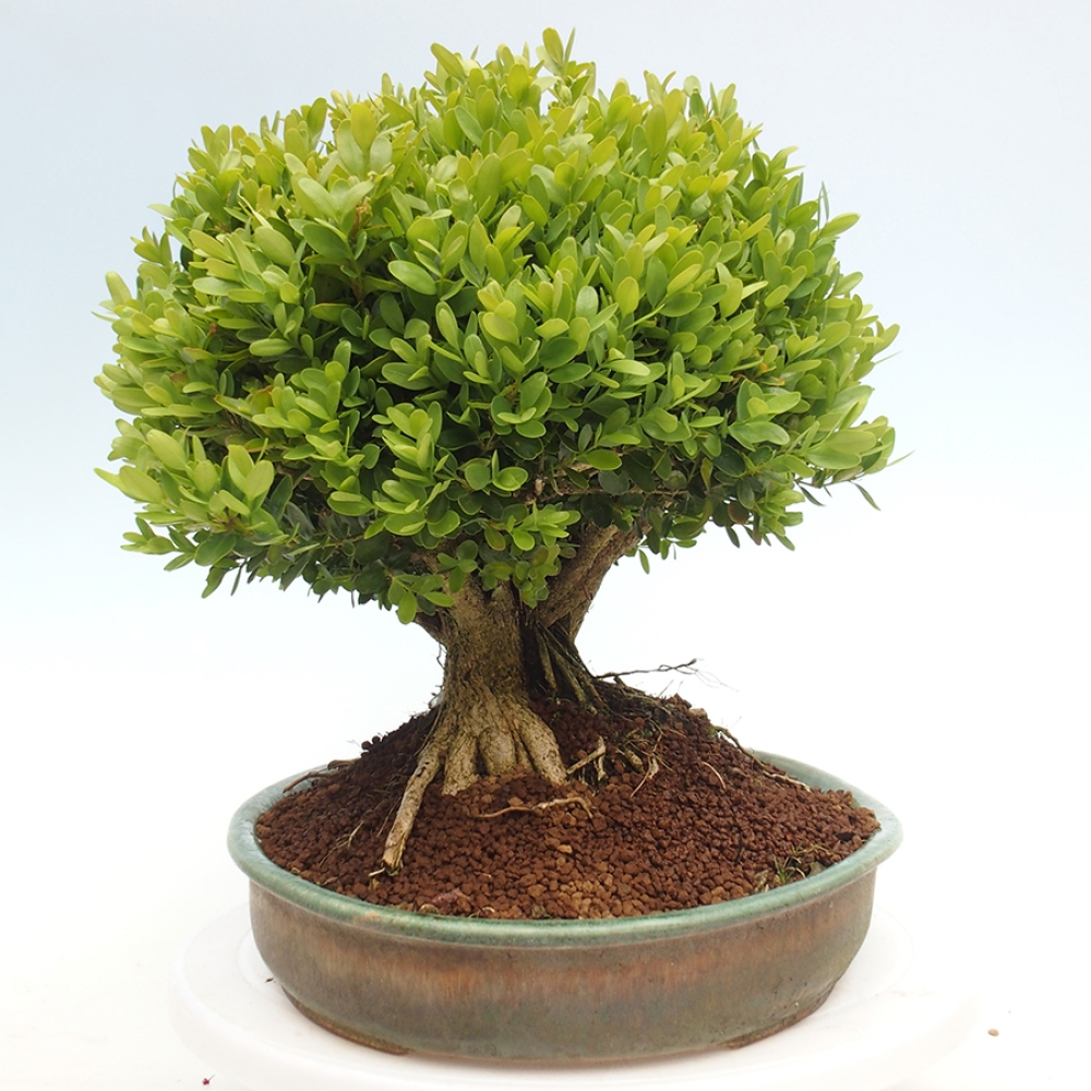 Vonkajšie bonsai - Buxus sempervirens - krušpán
