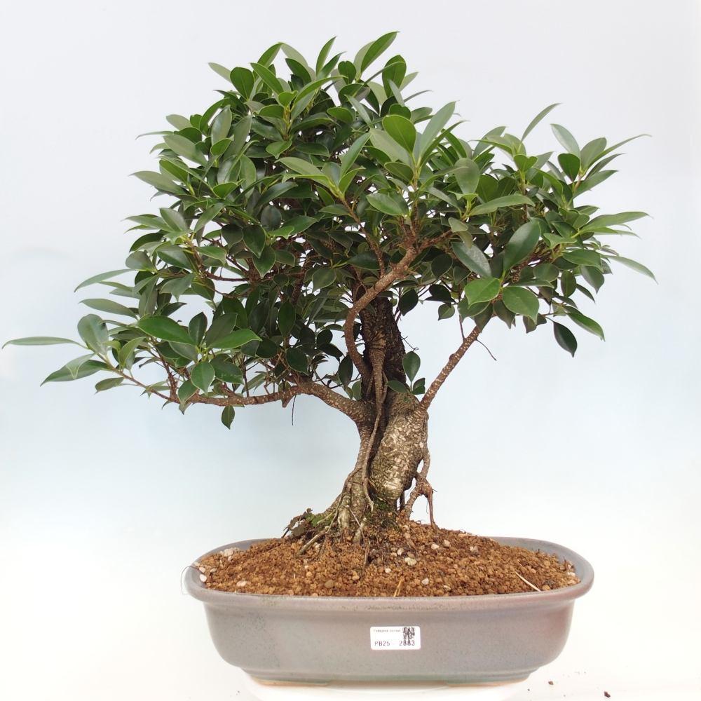 Izbový bonsaj - Ficus kimmen - drobnolistý fikus - len osobný odber alebo preprava na paletách