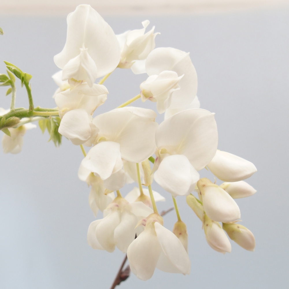 Vonkajšie bonsaje - Vistárie - Wisteria