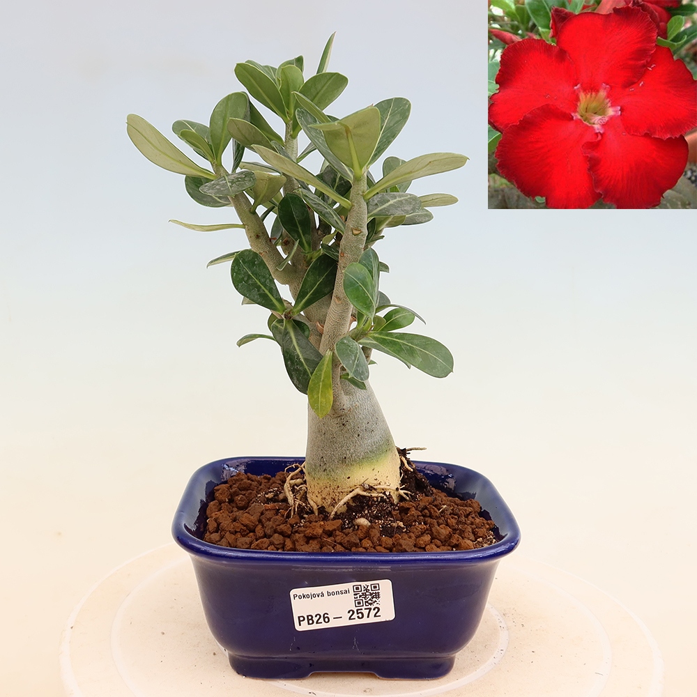 Izba bonsai – Adenium obesum Red Star – Púštna ruža