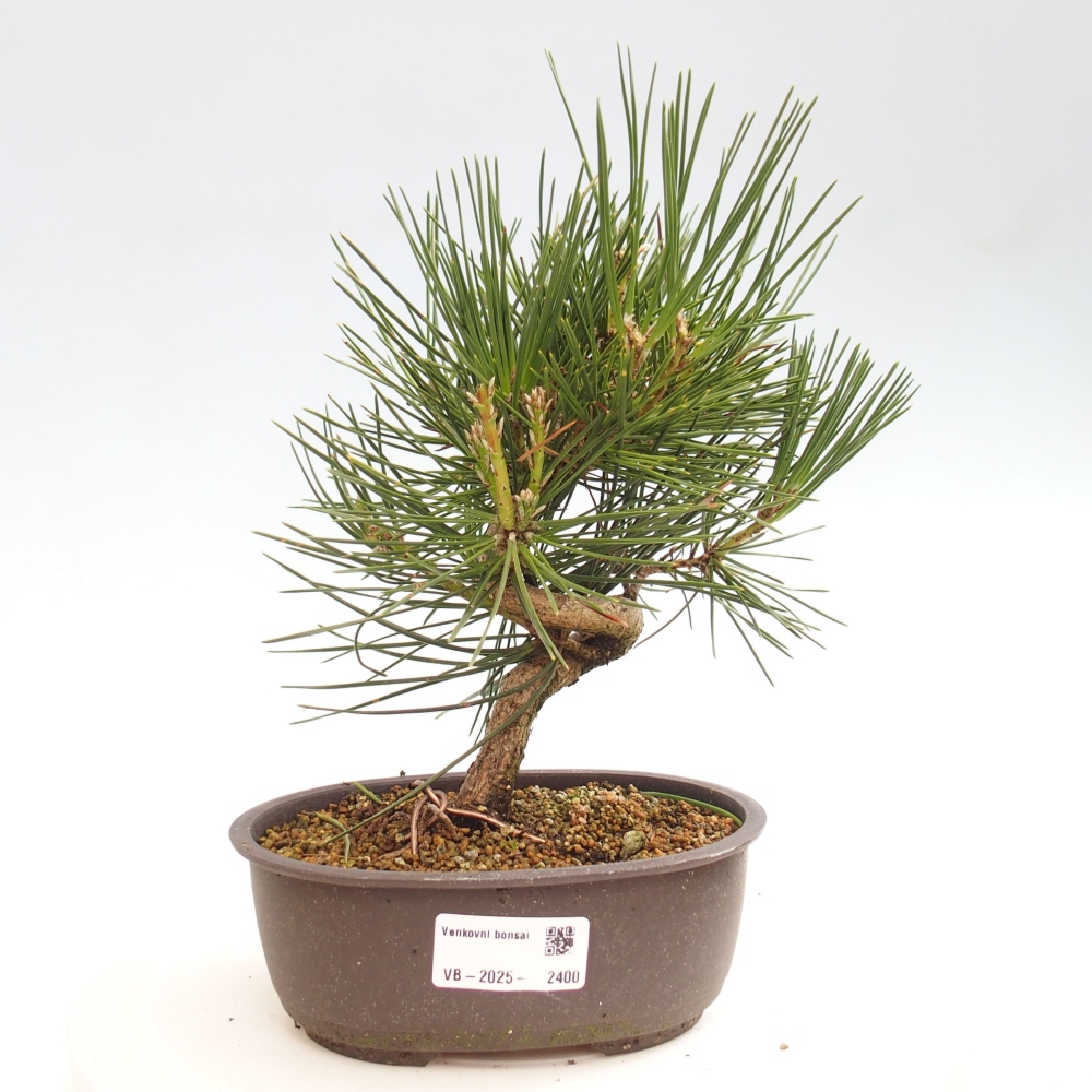 Vonkajší bonsai - Pinus thunbergii - Borovica thunbergova