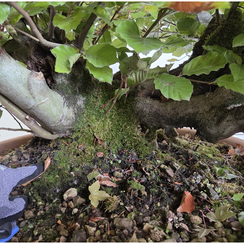 Vonkajšia bonsai-Fagus sylvatica