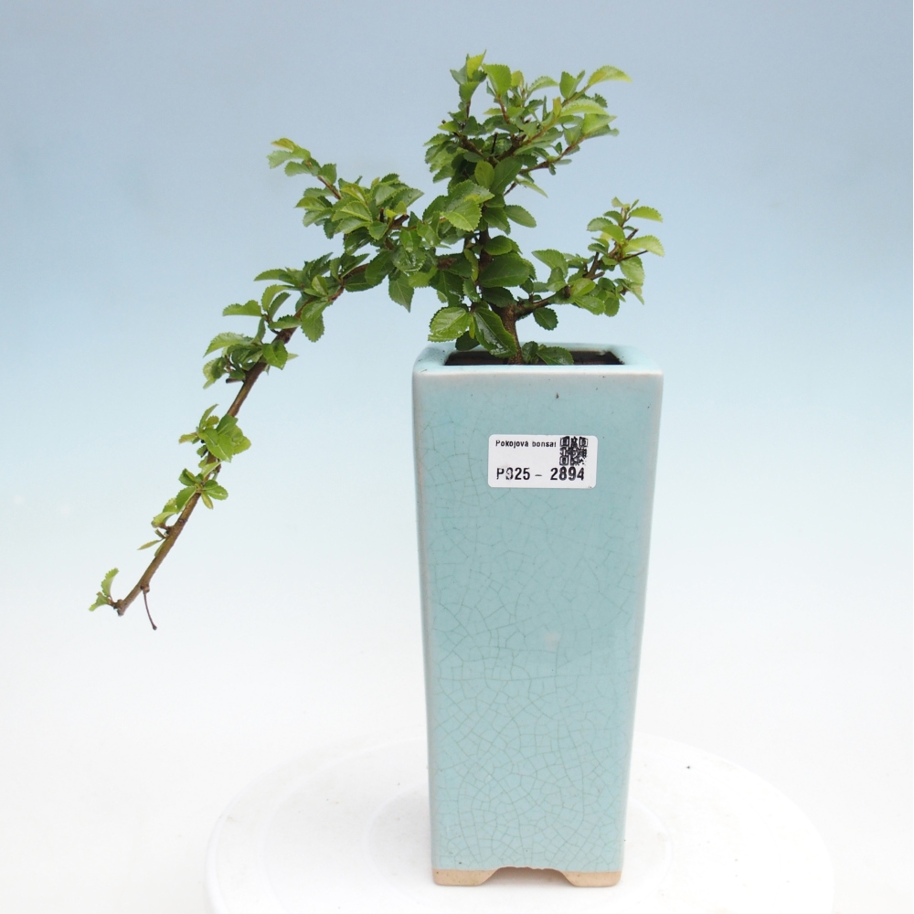 Izbová bonsai - Grewia occidentalis - Hviezdica levanduľová