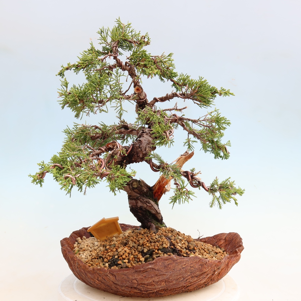 Vonkajší bonsai – Juniperus chinensis Itoigawa – čínsky jalovec