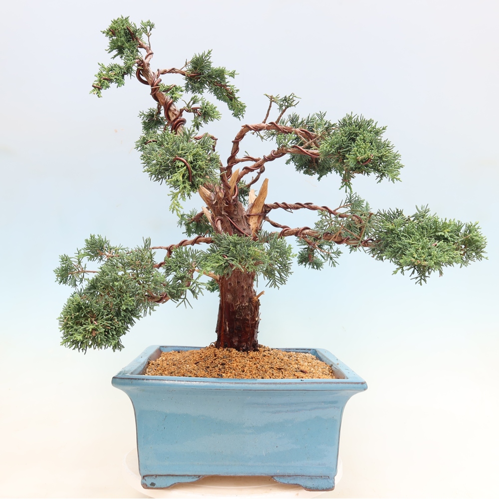Vonkajší bonsaj - Juniperus chinensis Kishu