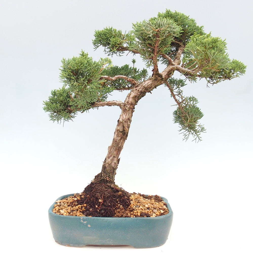 Vonkajší bonsai - Juniperus chinensis  - Borievka čínska 
