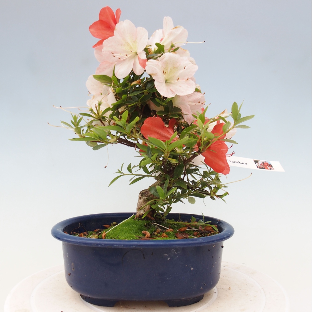 Vonkajší bonsai - Japonská azalka -  Azalea Asazakura