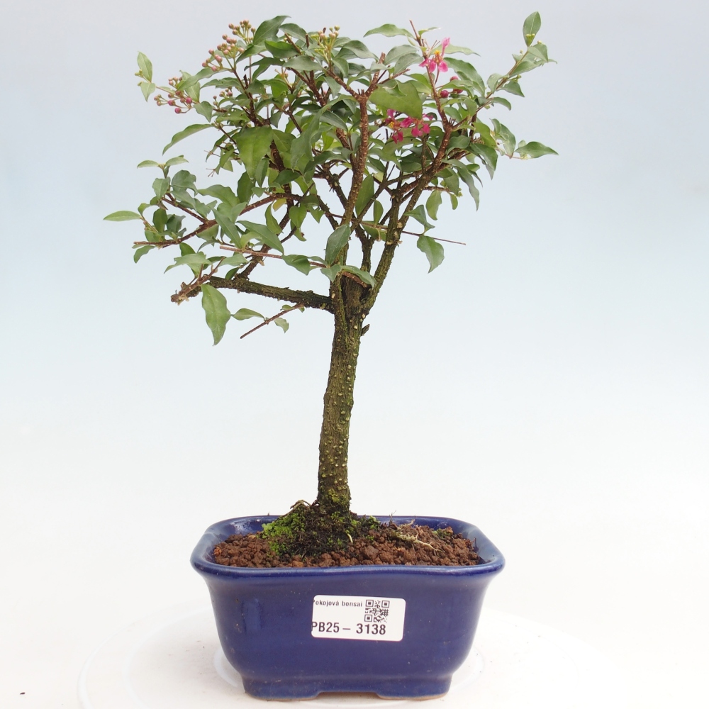 Izbová bonsai - Malpighia coccigera- Barbdorská čerešňa