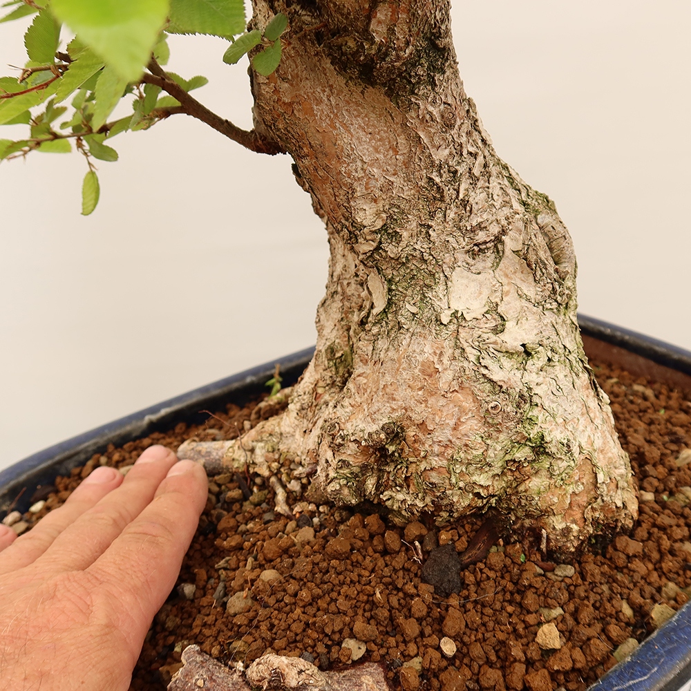 Vonkajší bonsai -Carpinus Coreana - Hrab kórejský