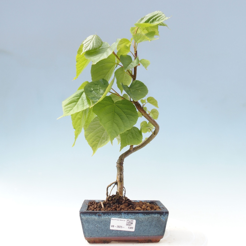 Vonkajšie bonsai - Lipa malolistá - Tilia cordata