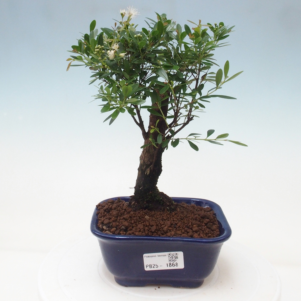 Izbová bonsai - Syzygium - pimentovníka