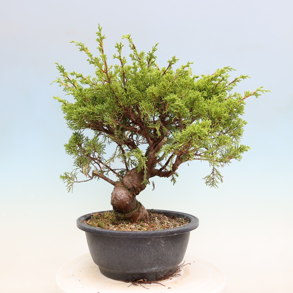 Vonkajší bonsai – Juniperus chinensis Itoigawa – čínsky jalovec