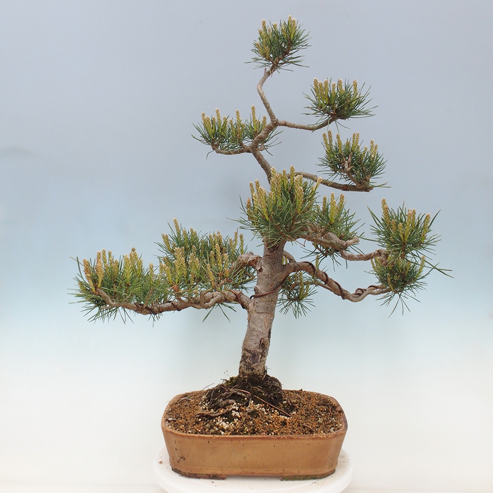 Vonkajšie bonsai - Pinus Sylvestris - Borovica lesná