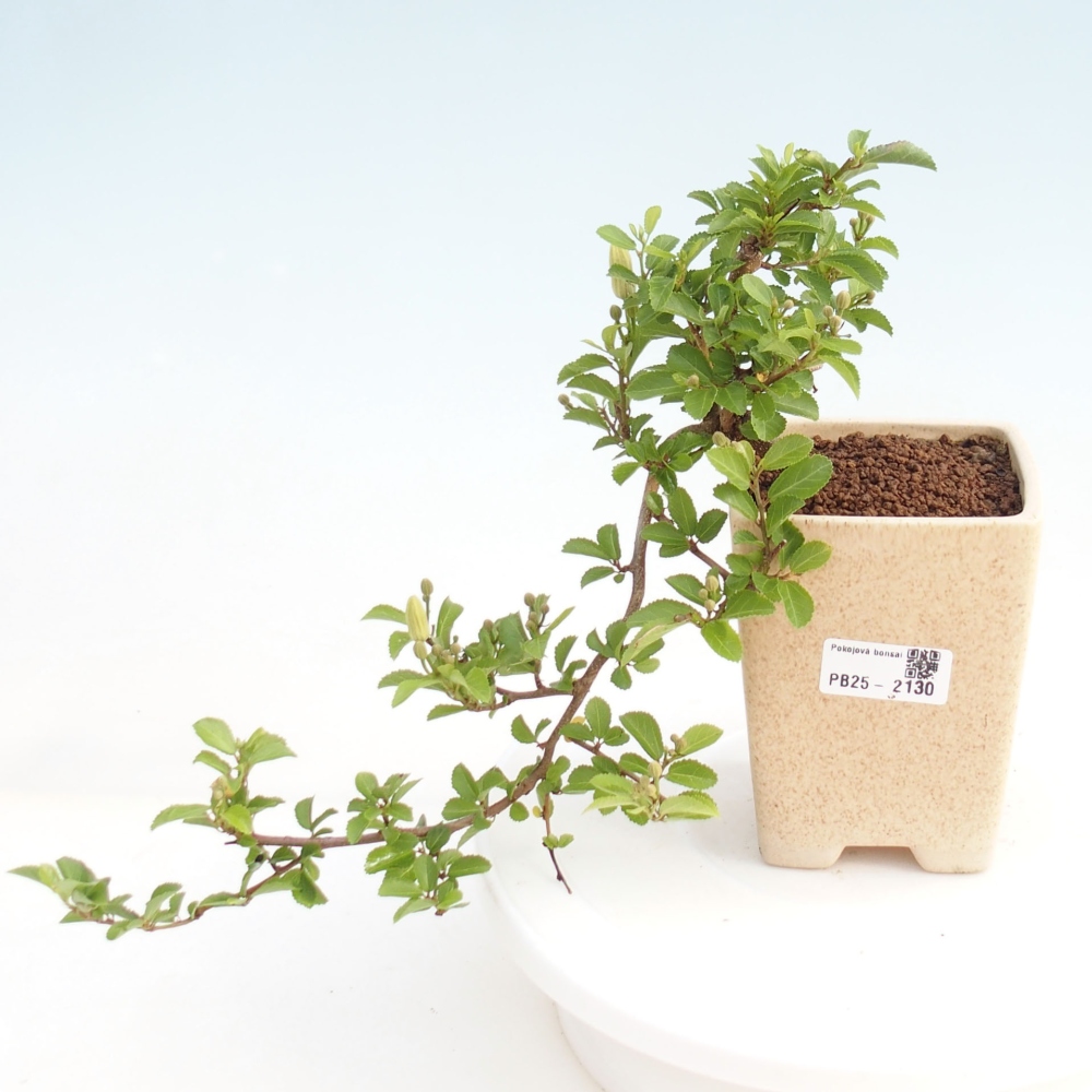 Izbová bonsai - Grewia occidentalis - Hviezdica levanduľová