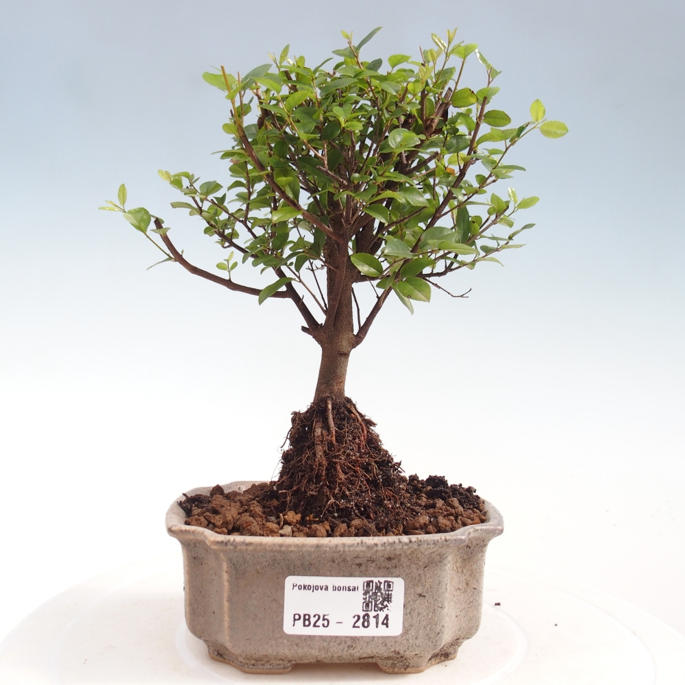 Izbová bonsai - Sagerécie thea - Sagerécie thea