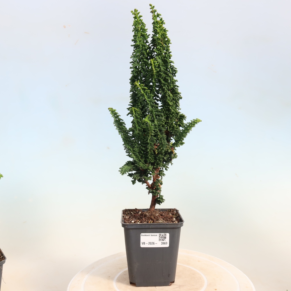 Vonkajší bonsaj - Cham. obtusa SEKKA HINOKI - Cypruštek