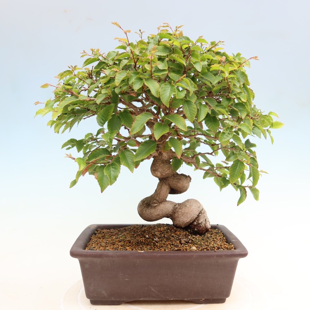 Vonkajší bonsaj -Carpinus coreana - Hrab kórejský