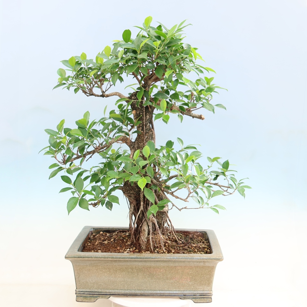 Izbové bonsaje - Ficus kimmen - drobnolistý fikus