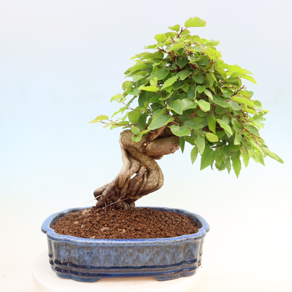 Vonkajší bonsaj -Carpinus coreana - Hrab kórejský