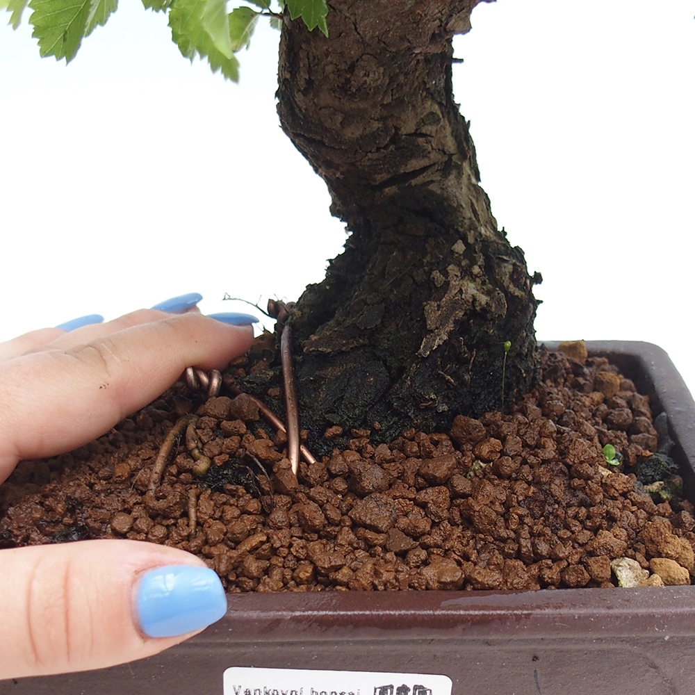 Vonkajšie bonsai - Zelkova - Zelkova Nirom