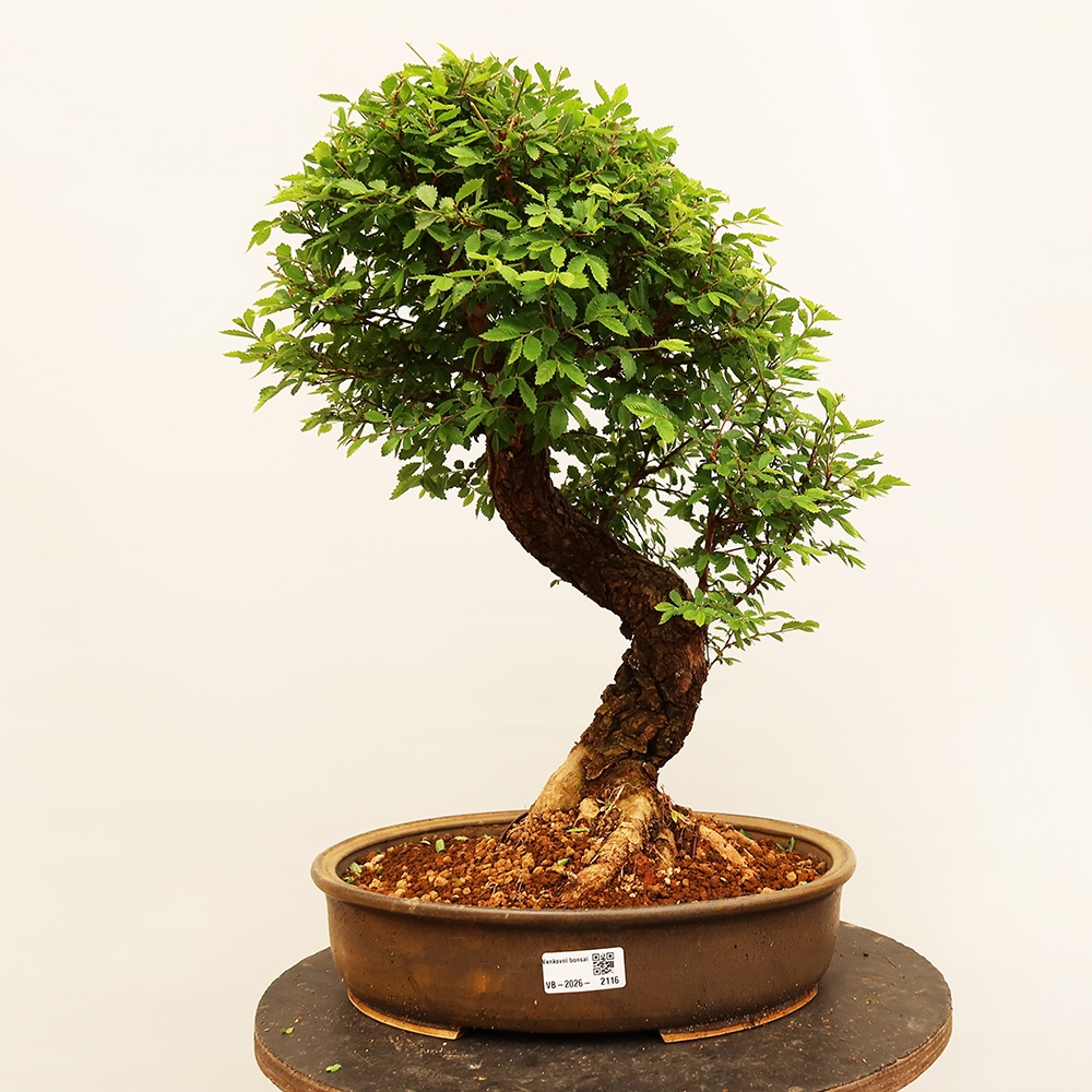 Vonkajšie bonsai - Zelkova - Zelkova NIRE
