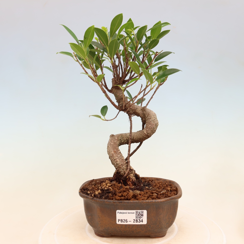 Izbové bonsaje - Ficus kimmen - drobnolistý fikus