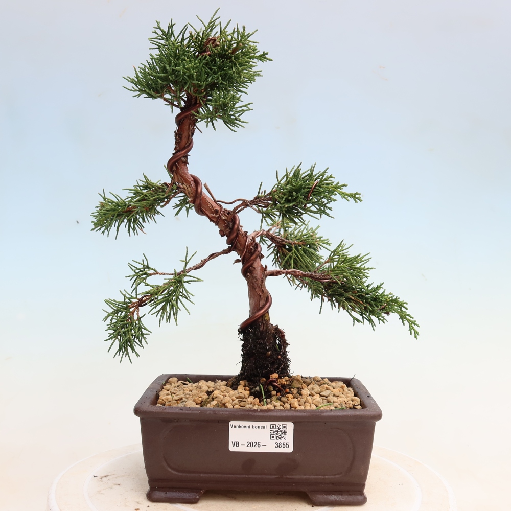 Vonkajší bonsaj - Juniperus chinensis Kishu