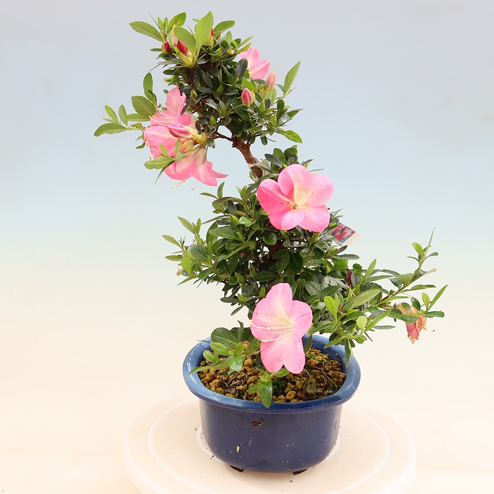 Vonkajšie bonsaje - Japonské azalky - Azalea Santoka