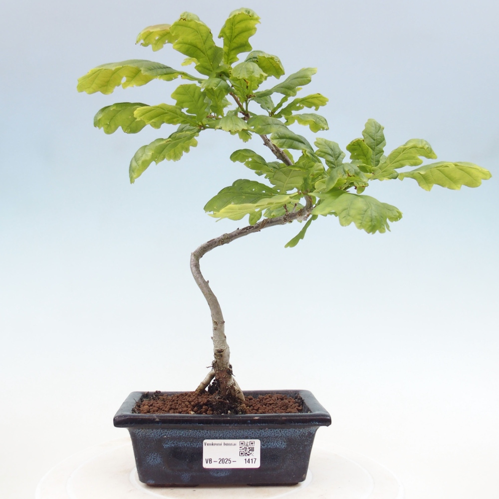 Vonkajšie bonsai - Quercus robur - Dub letný