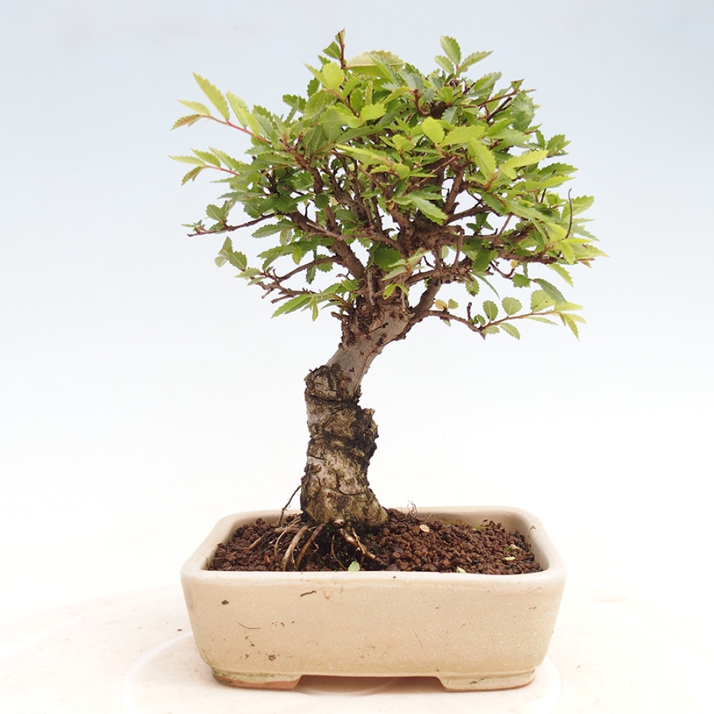 Vonkajšie bonsai - Zelkova - Zelkova Nirom