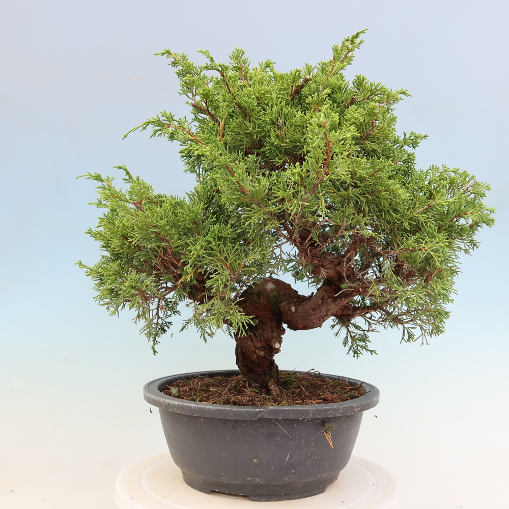 Vonkajší bonsai – Juniperus chinensis Itoigawa – čínsky jalovec