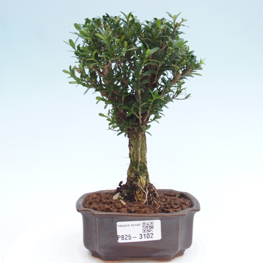 Izbová bonsai - Buxus harlandii -korkový buxus
