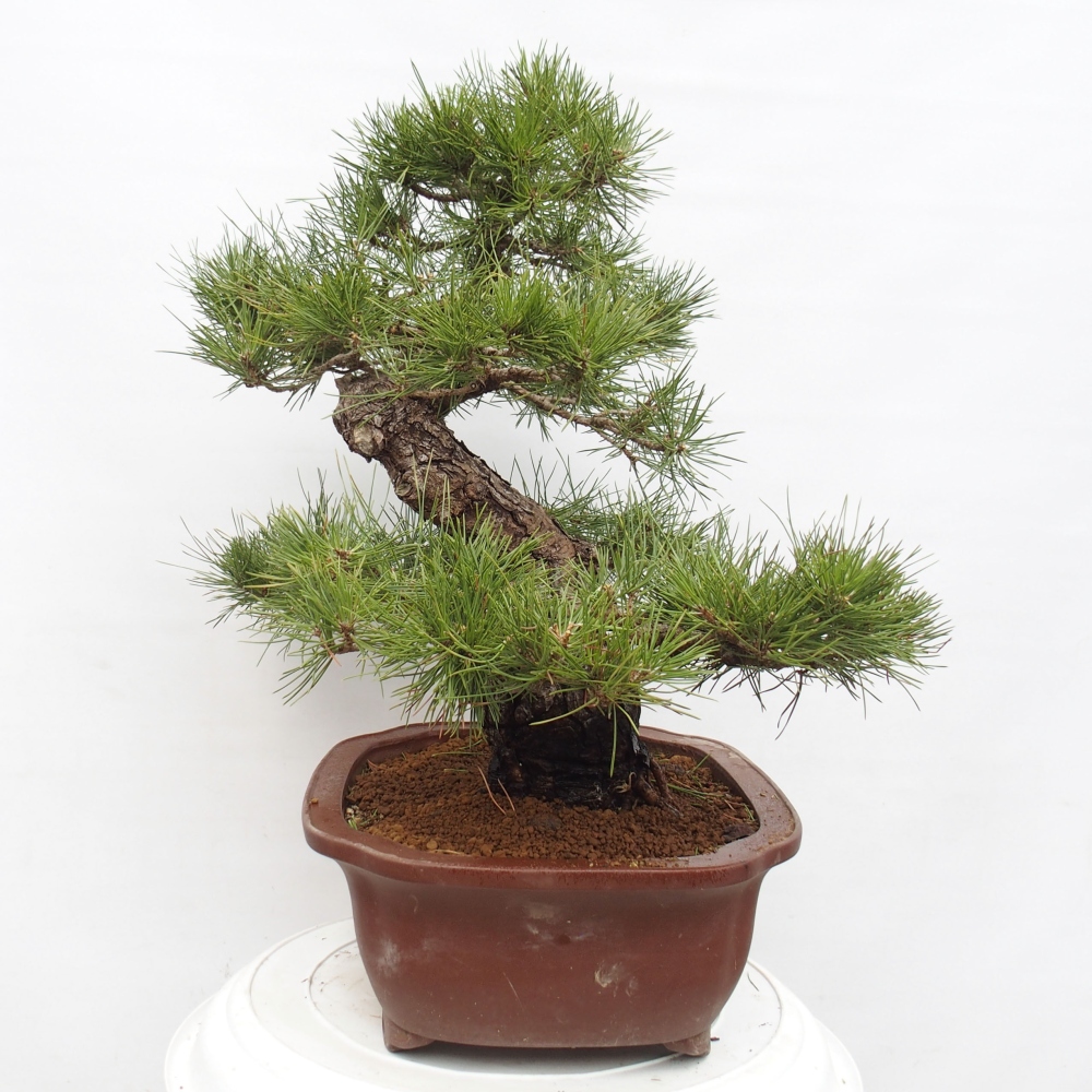 Vonkajšie bonsai - Pinus thunbergii - Borovica thunbergova
