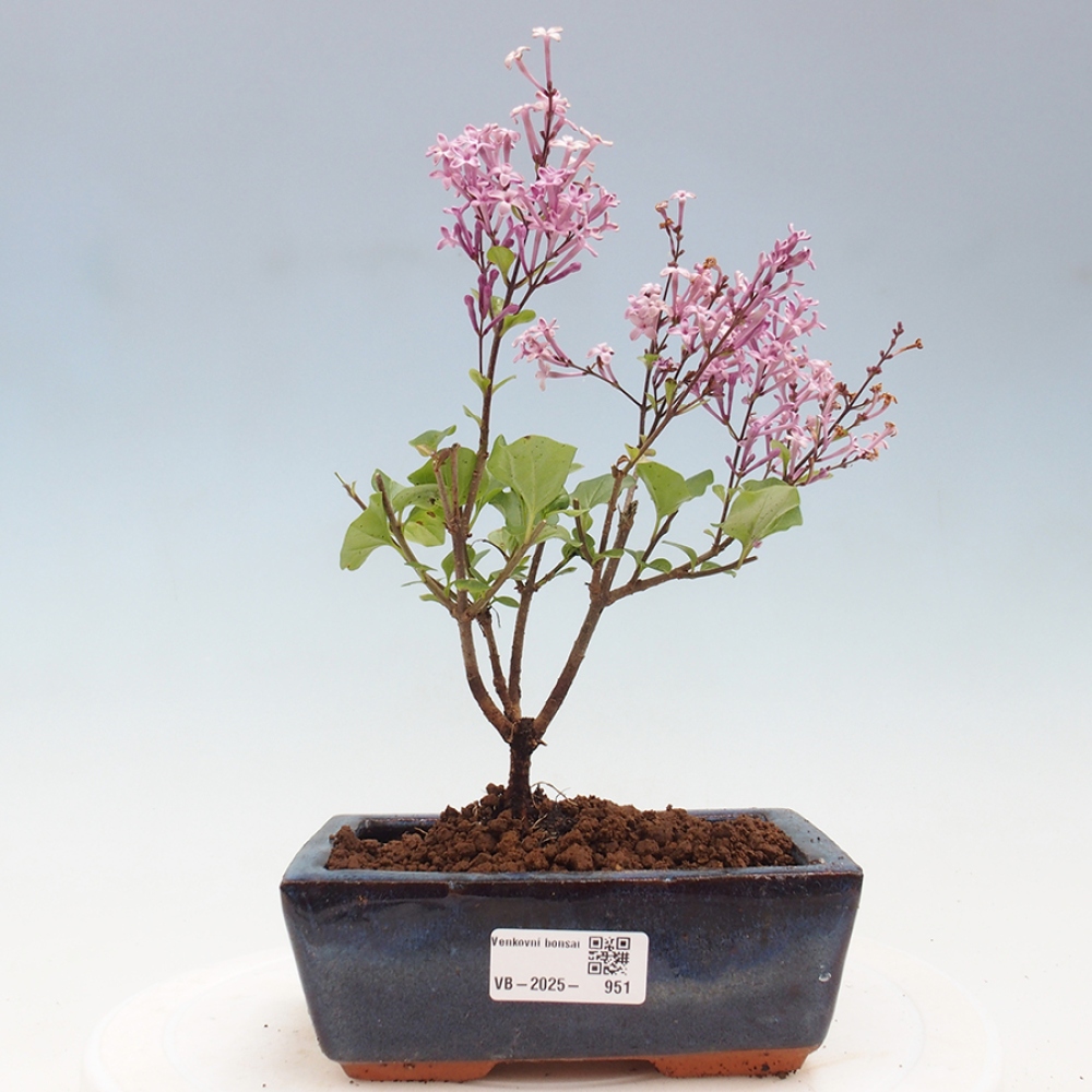 Vonkajší bonsai - Syringa Meyeri Palibin - Orgován Meyerov