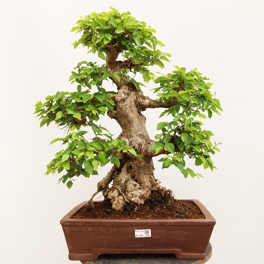 Vonkajší bonsai -Carpinus Coreana - Hrab kórejský