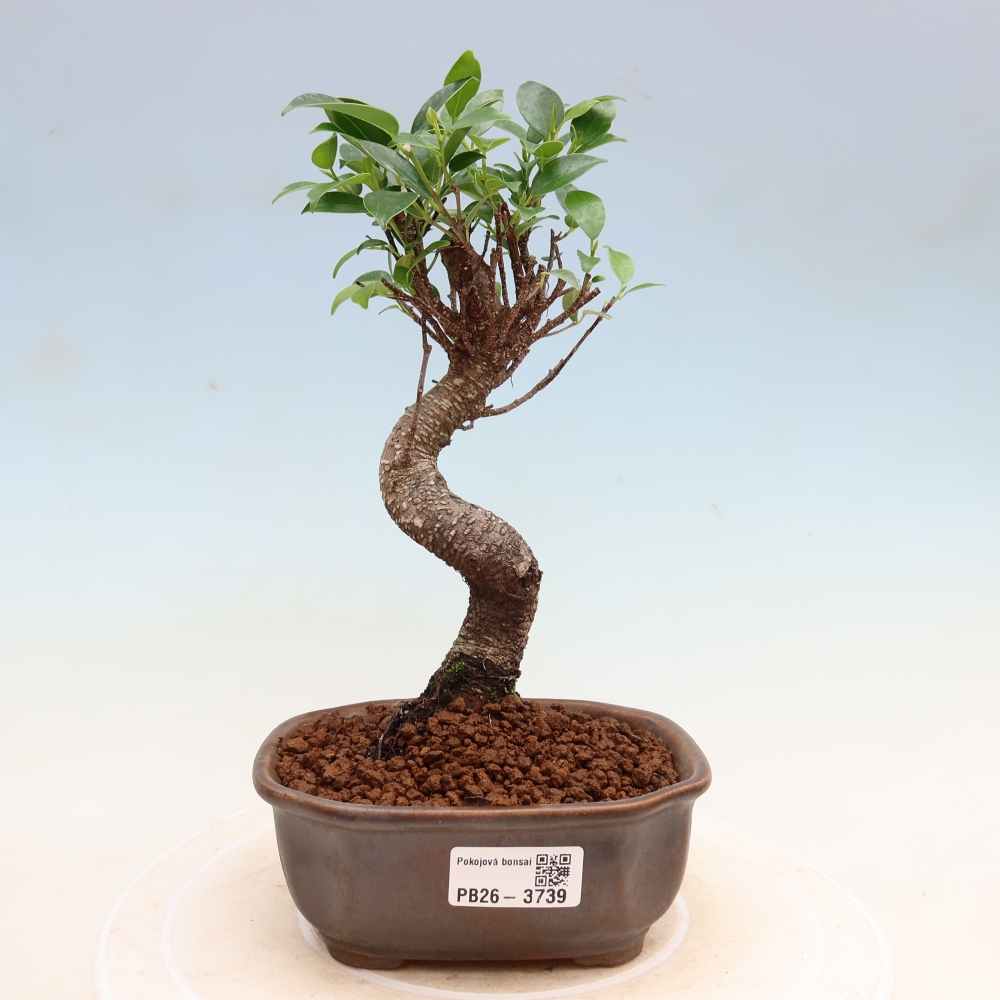 Izbové bonsaje - Ficus kimmen - drobnolistý fikus