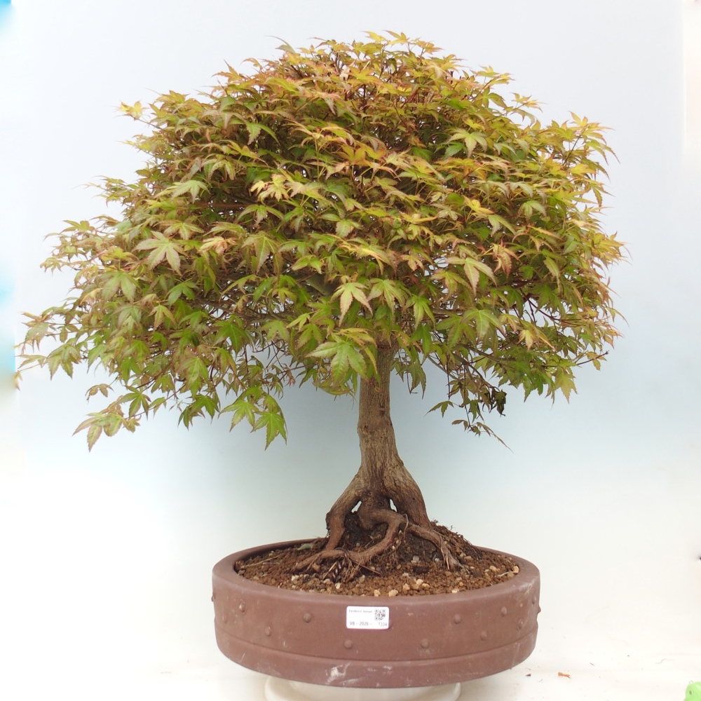 Javor poľný - Acer palmatum Beni Tsukasa