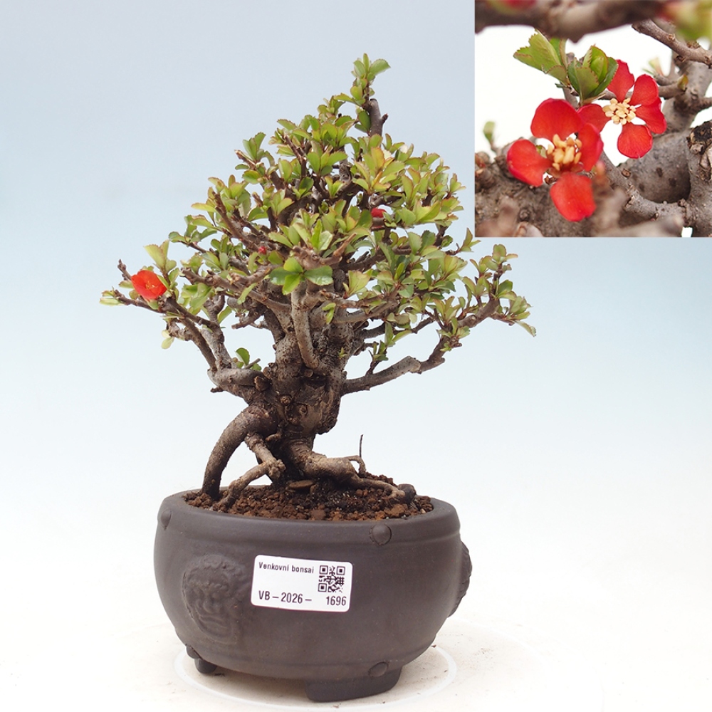 Vonkajšie bonsaje - Chaneomeles speciosa - Kdoule
