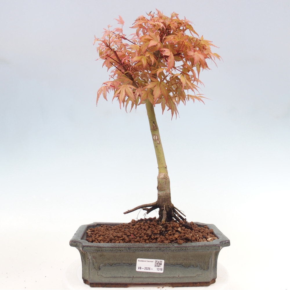 Javor poľný - Acer palmatum Beni Tsukasa