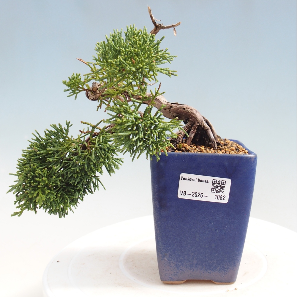 Vonkajší bonsaj - Juniperus chinensis Kishu
