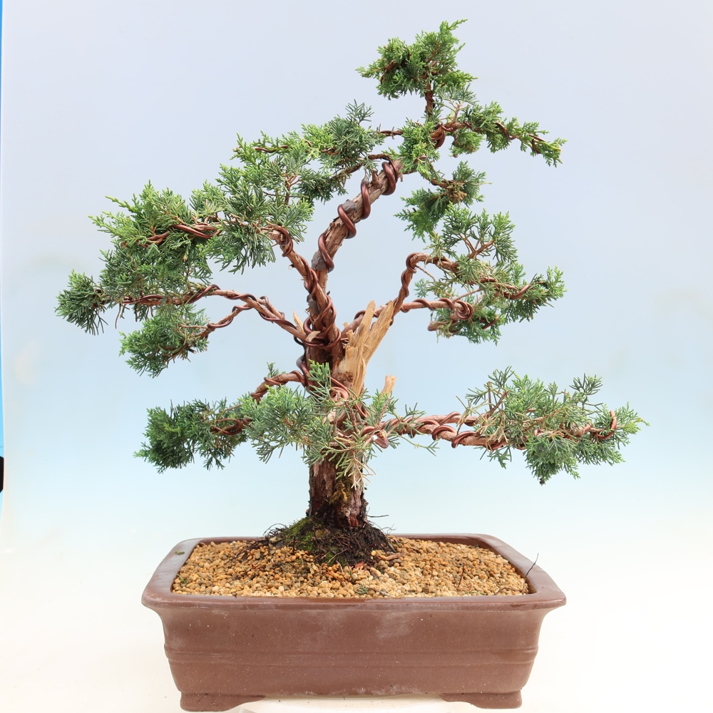 Vonkajší bonsaj - Juniperus chinensis Kishu