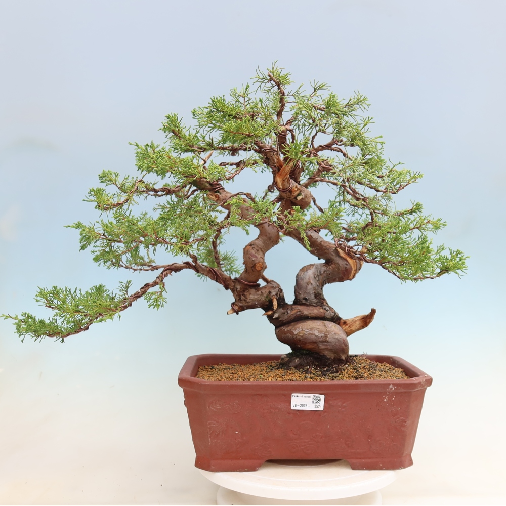 Vonkajší bonsai – Juniperus chinensis Itoigawa – čínsky jalovec