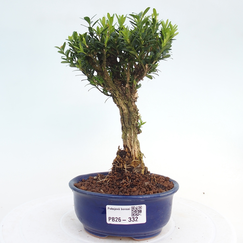 Izbové bonsaje - Buxus harlandii - korkový buxus